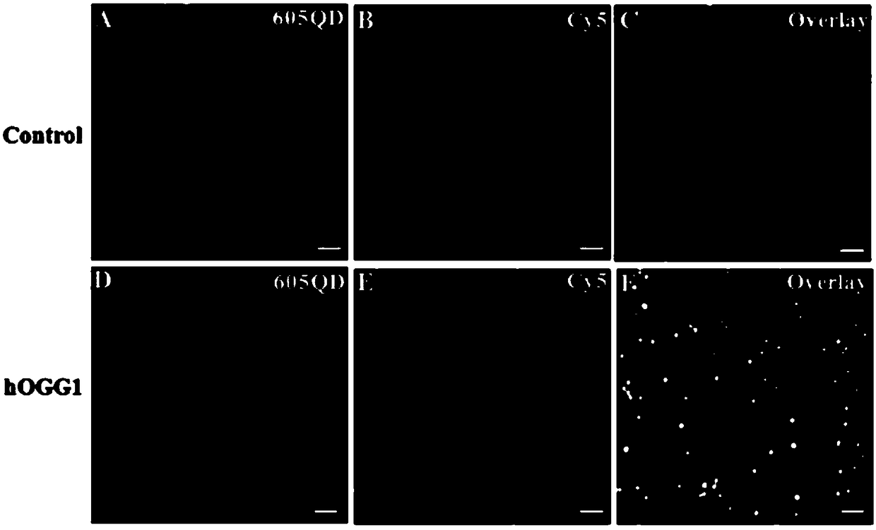 A method for detecting DNA glycosylase activity based on single quantum dot level