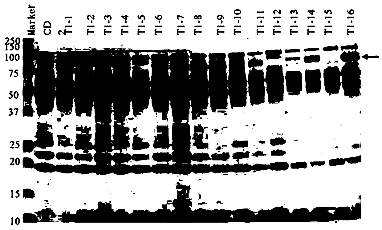 Chaetomium thermophilum temperature-resistant catalase and application