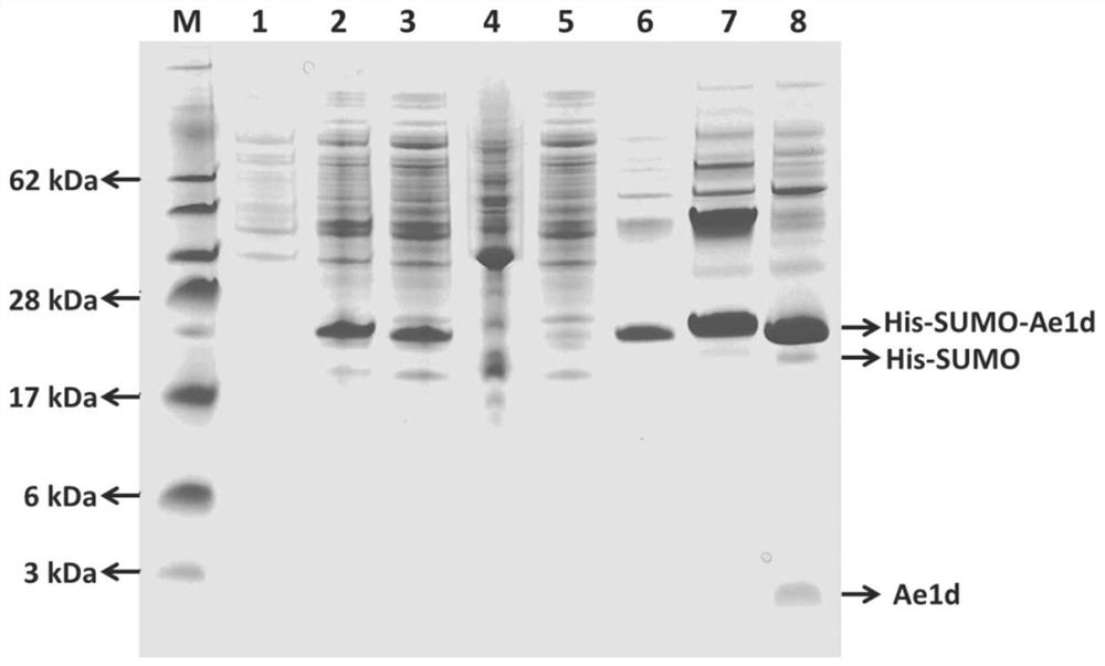 ae1d active peptide and its preparation method and application