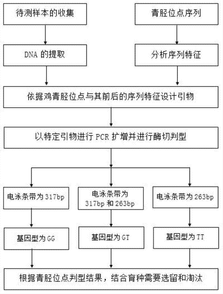 Primer, kit and detection method for detecting chicken green shin character linkage SNP locus genotype