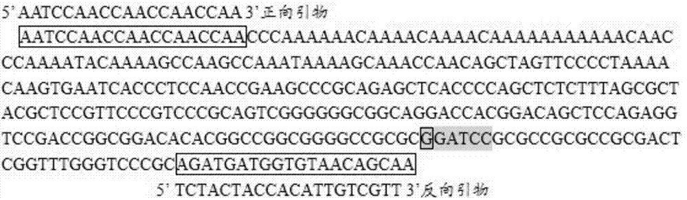 Primer, kit and detection method for detecting chicken green shin character linkage SNP locus genotype