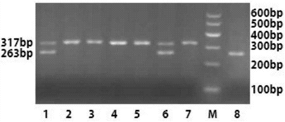 Primer, kit and detection method for detecting chicken green shin character linkage SNP locus genotype