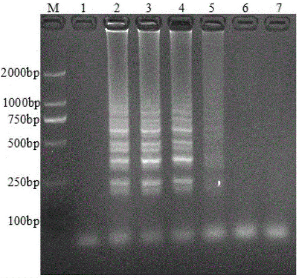 LAMP detection kit for detecting porcine rotavirus