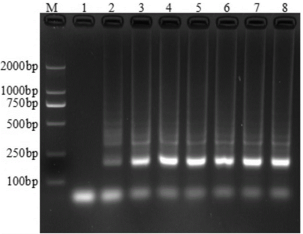 LAMP detection kit for detecting porcine rotavirus