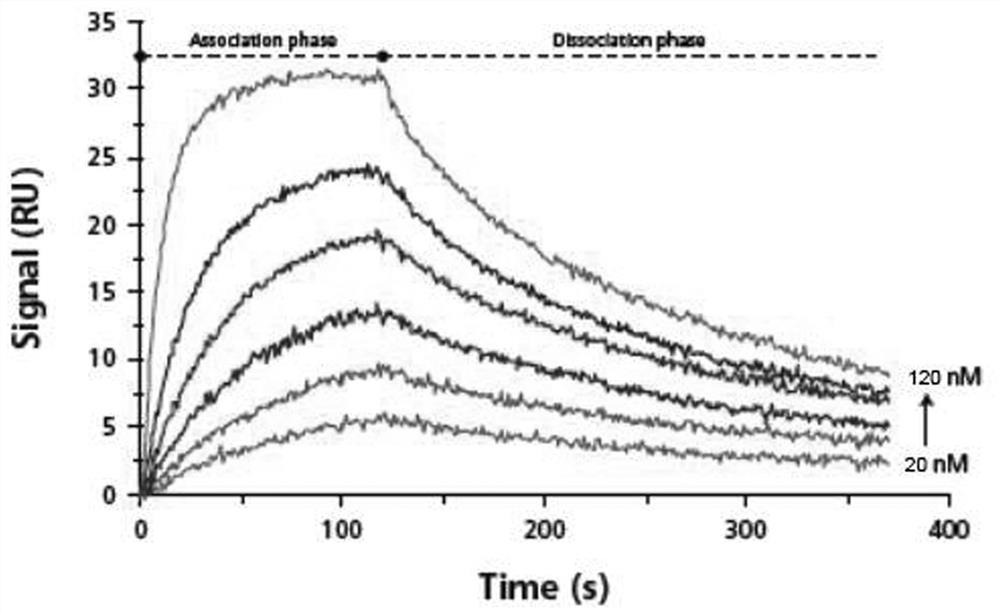 A polypeptide that antagonizes the binding protein of hepatitis B virus X protein, a drug comprising the polypeptide and its application