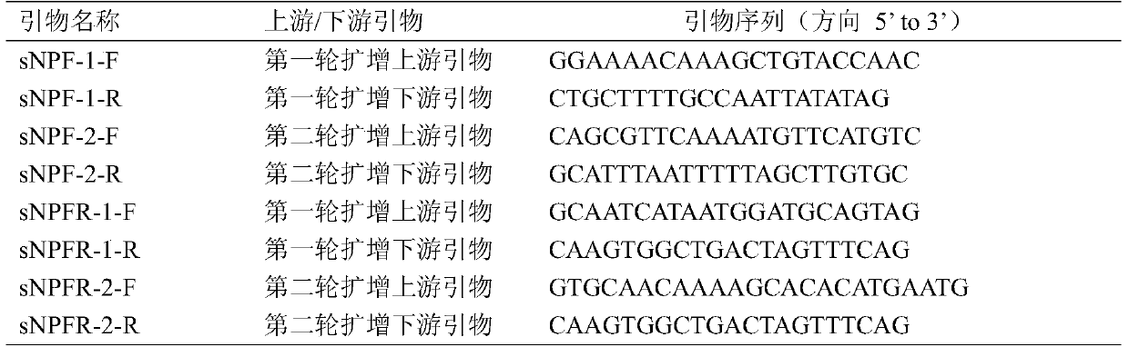 Neuropeptide snpf and its receptor gene and its application in Bactrocera dorsalis specific control agent