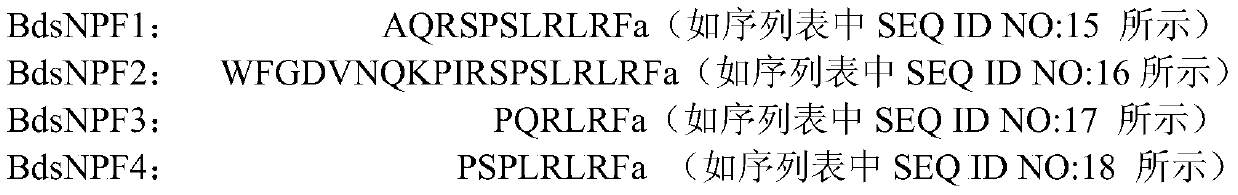 Neuropeptide snpf and its receptor gene and its application in Bactrocera dorsalis specific control agent