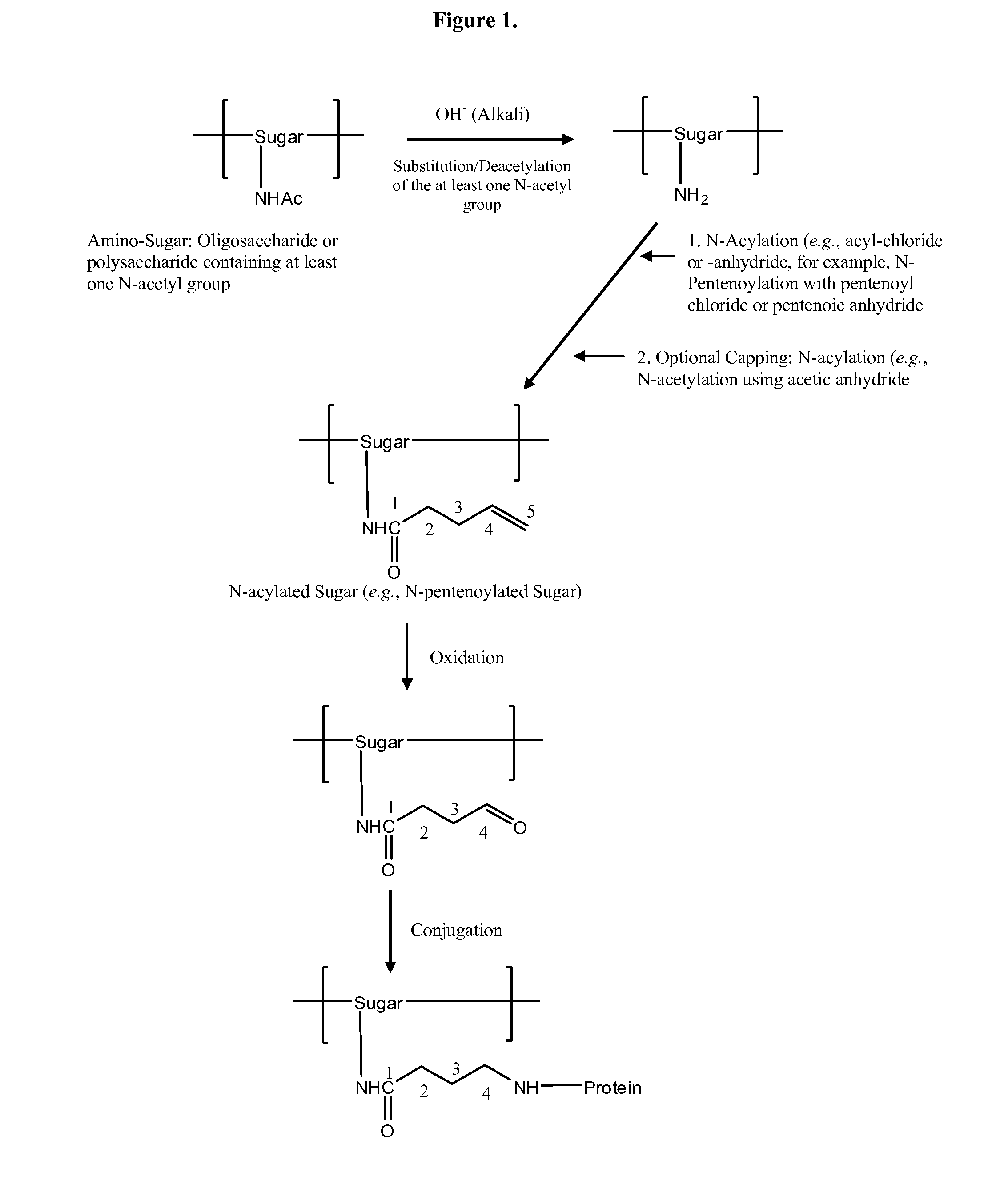 Modified polysaccharides for conjugate vaccines