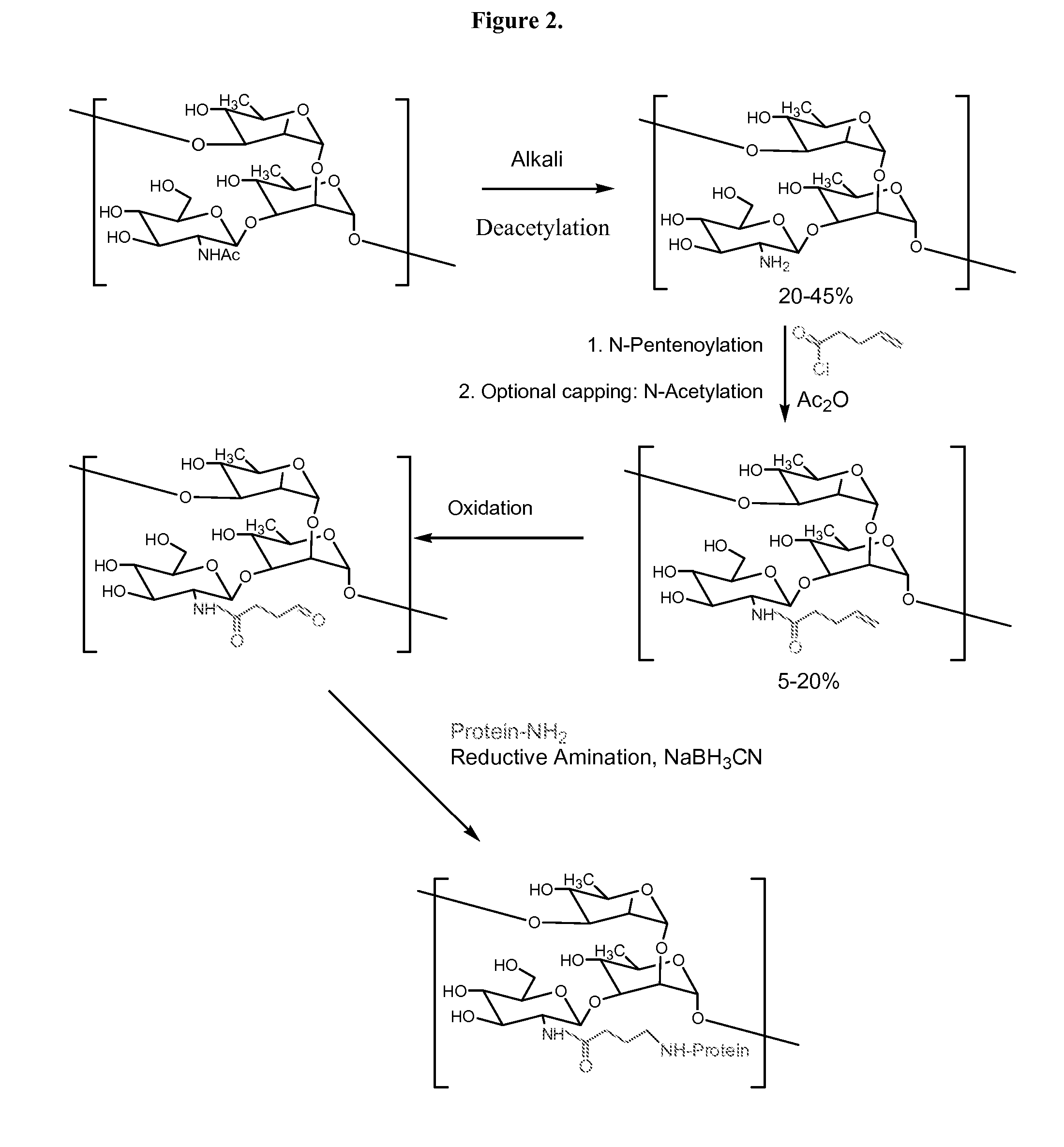 Modified polysaccharides for conjugate vaccines