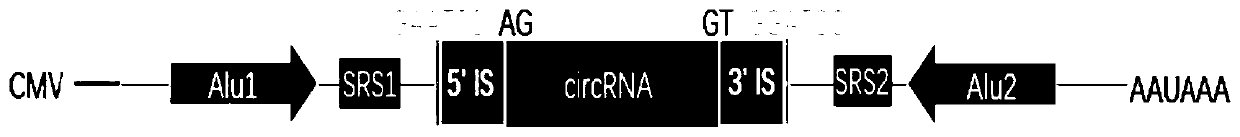 A precise type circular RNA expression framework based on an Alu element, a vector and application of the framework and the vector