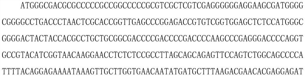 Method for increasing wheat yield by creating wheat TaOTUB1 gene function deletion homozygous mutants