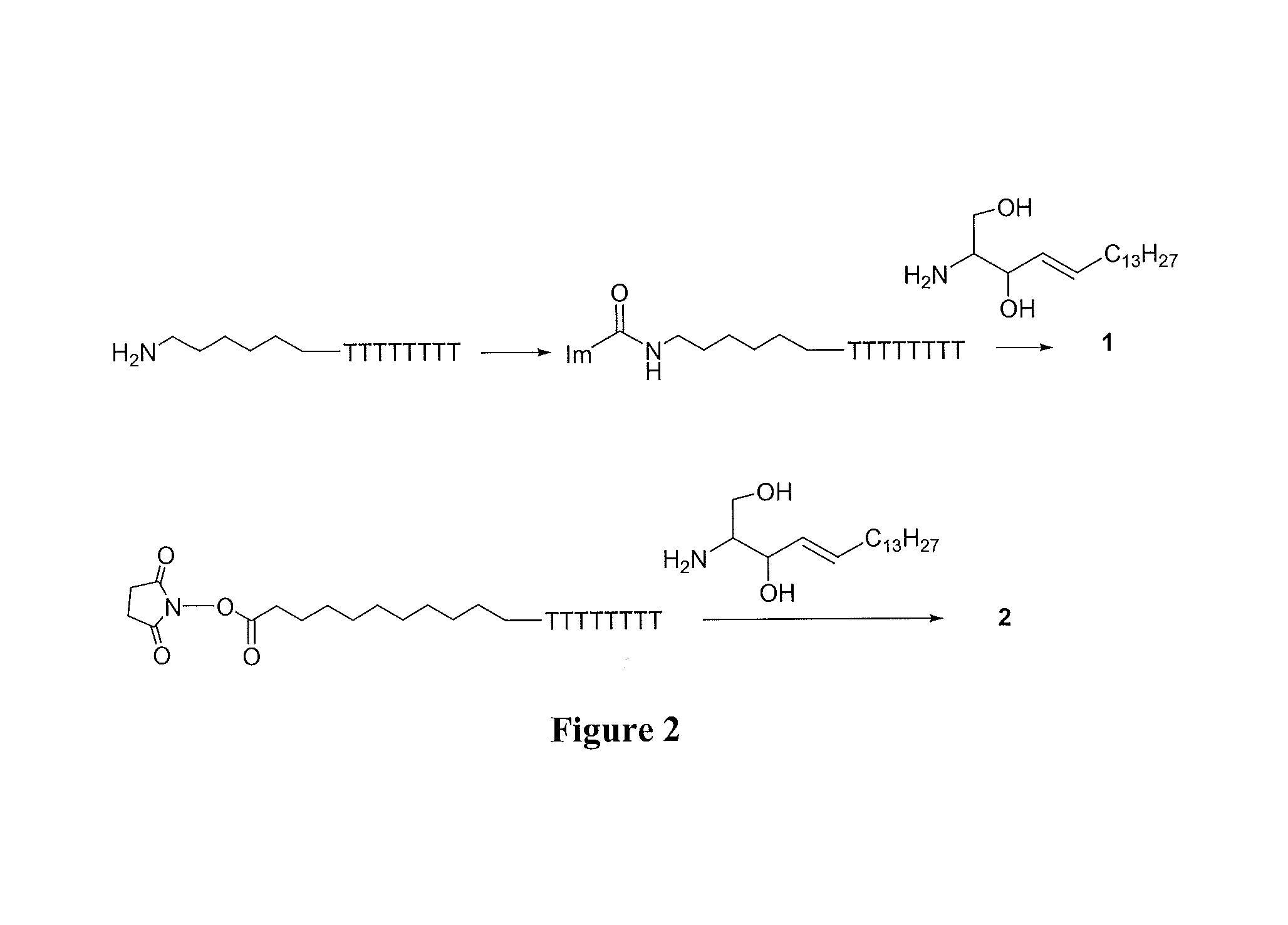 Sphingosine-bound siRNA