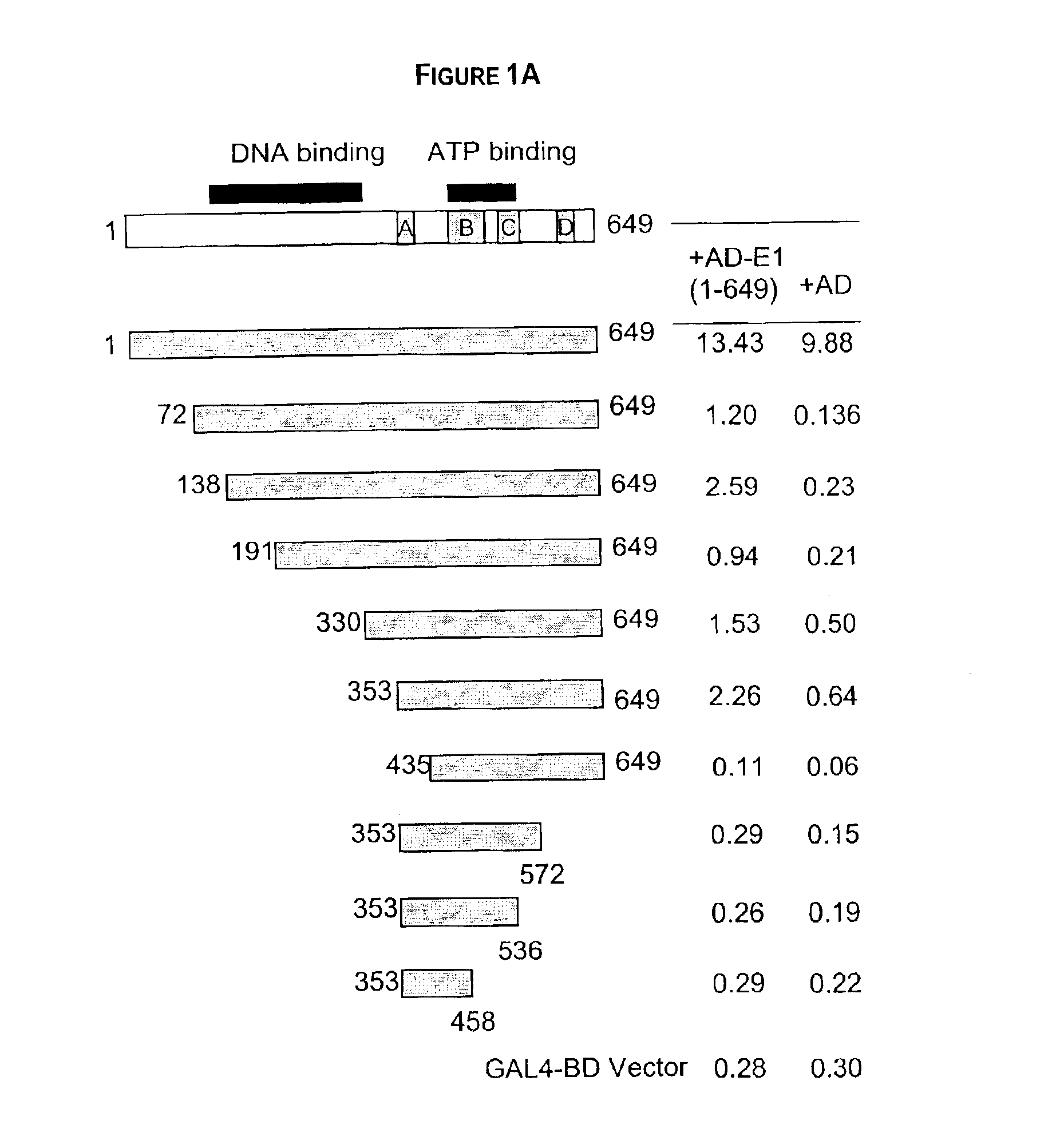 Regions of papilloma virus E1 helicase involved in E1 oligomerization