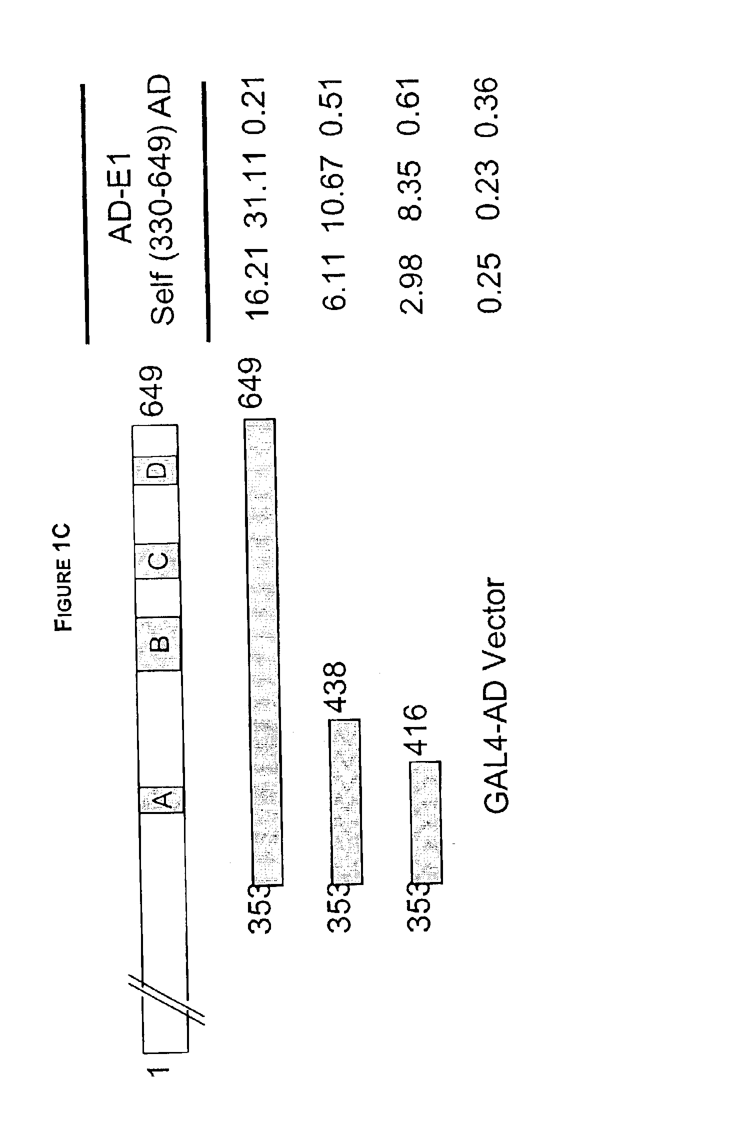 Regions of papilloma virus E1 helicase involved in E1 oligomerization