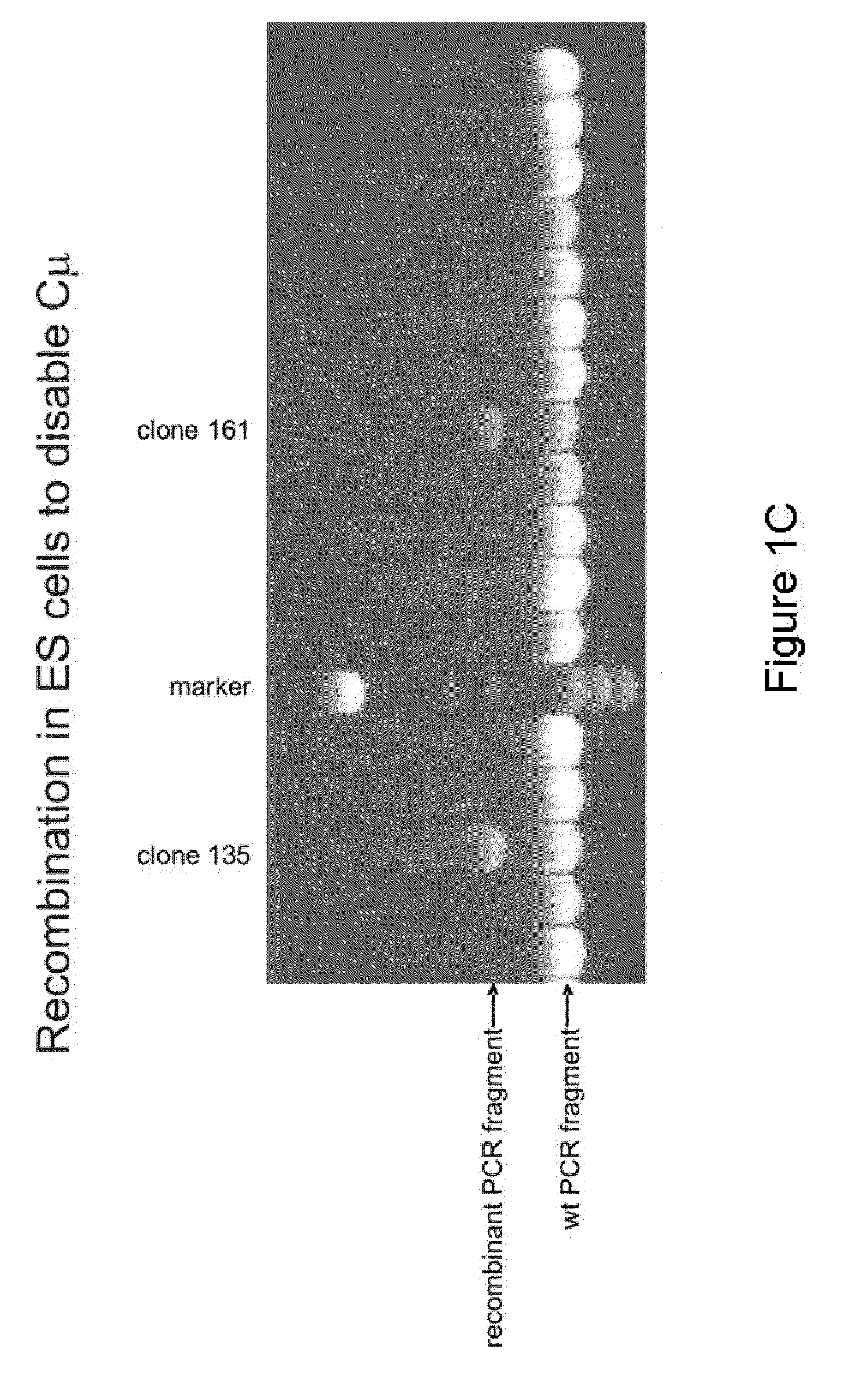 Antibody production