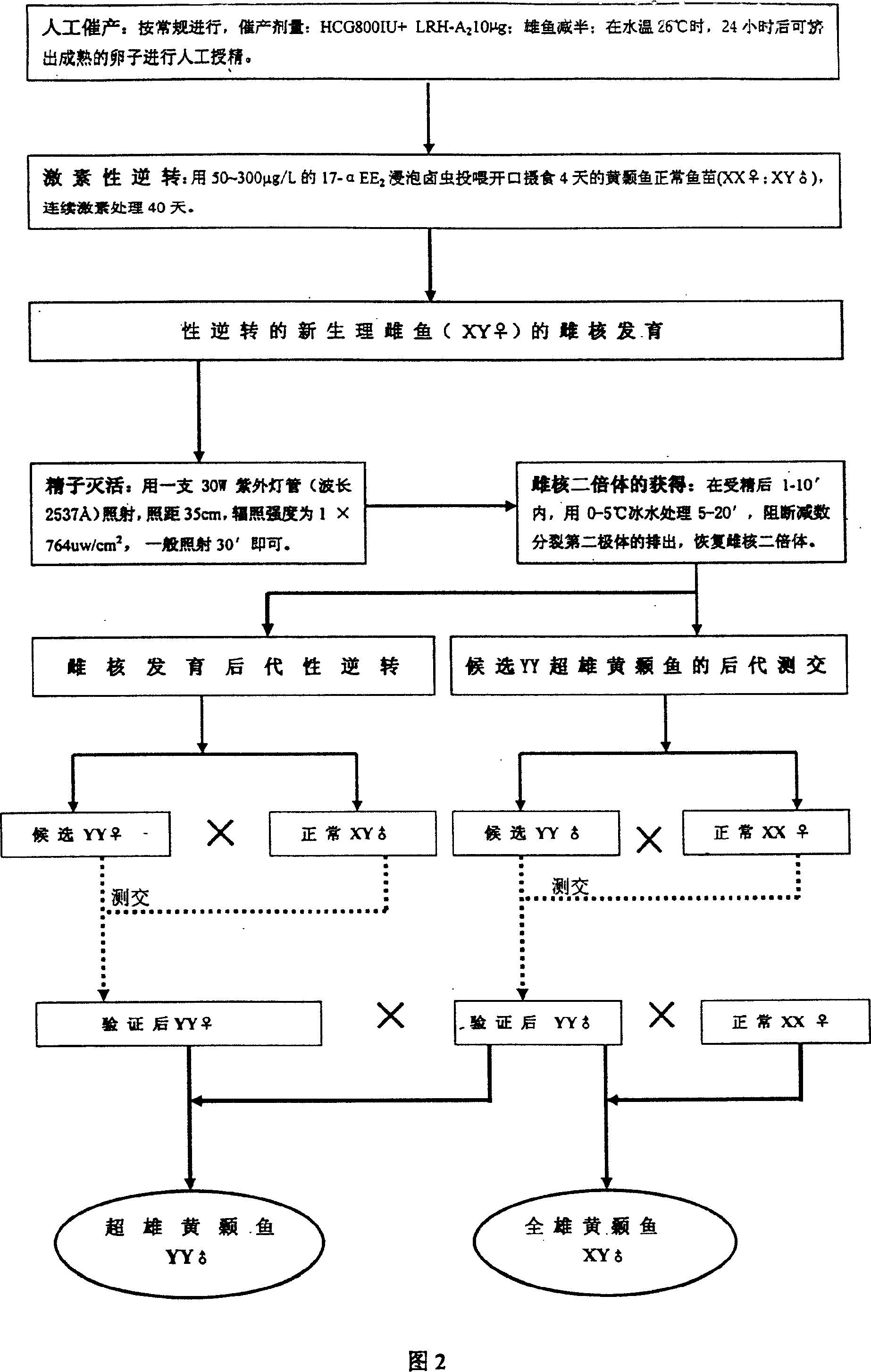 Method for continuously producing complete male pelteobagrus fulvidraco by sex reversion and embryonic development