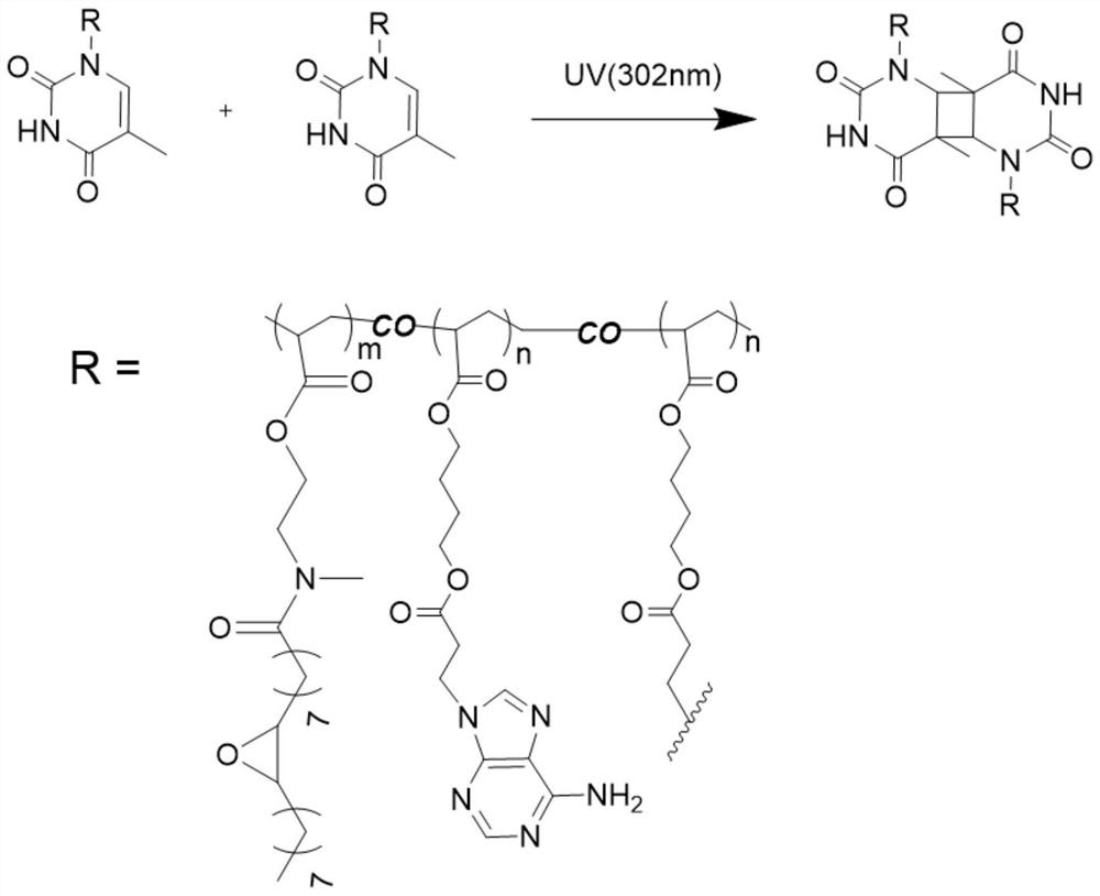 A preparation method of a photoresponsive adhesive with strong adhesion under water and the prepared photoresponsive adhesive