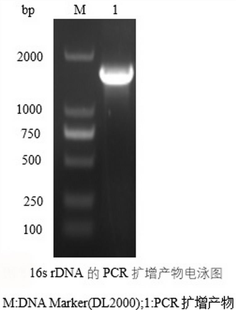 Bovine-derived bacillus amyloliquefaciens and application thereof