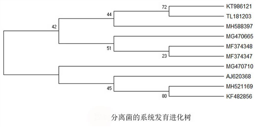 Bovine-derived bacillus amyloliquefaciens and application thereof