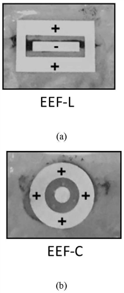 Thermal activation force-electricity synergistic dressing for accelerating wound healing and preparation method