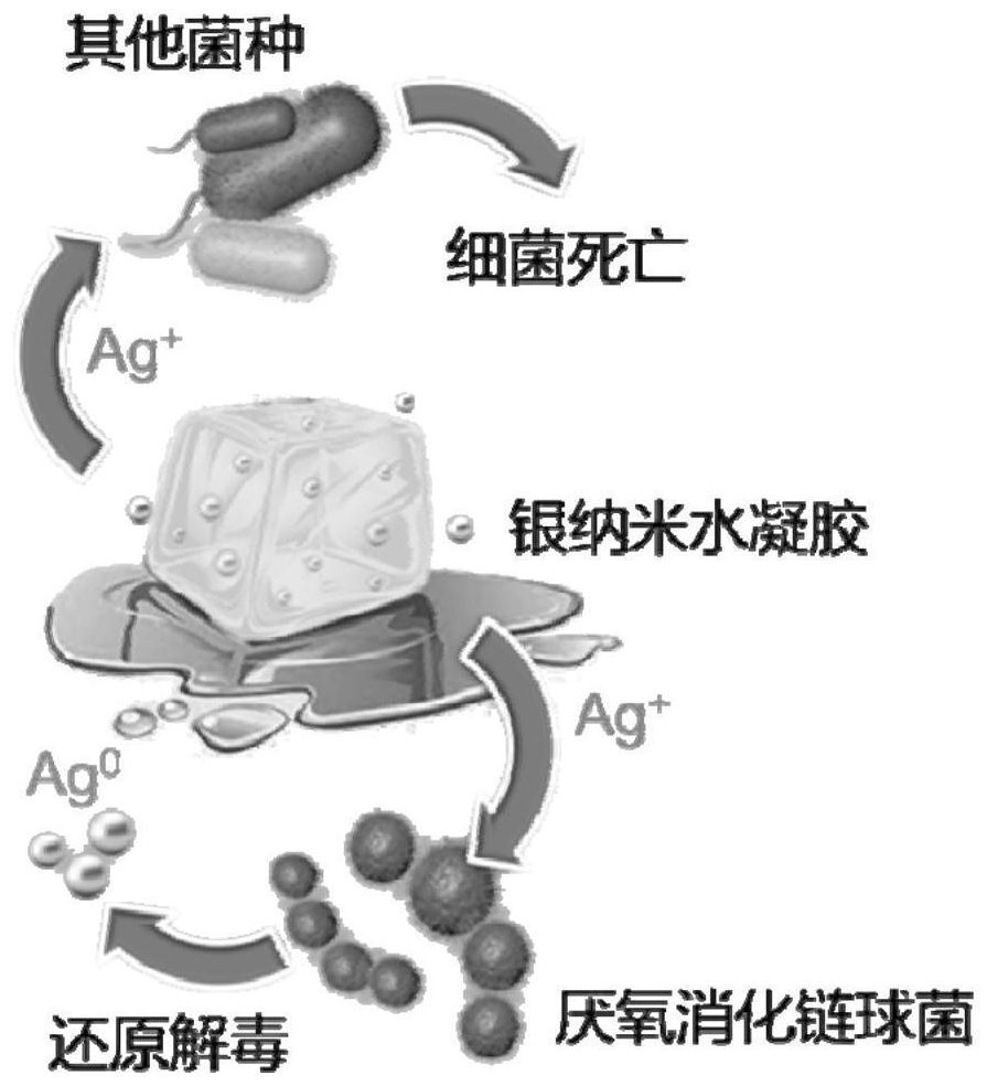 A kind of silver nano hydrogel that regulates flora to activate immune response and its preparation method and application