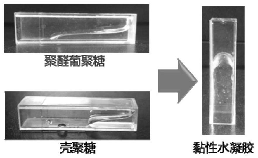 A kind of silver nano hydrogel that regulates flora to activate immune response and its preparation method and application