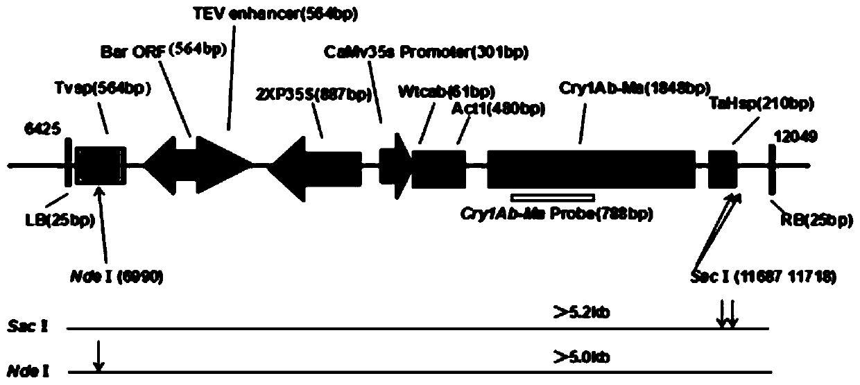 Transformant specific detection primer for transgenic insect-resistant and herbicide-resistant corn CM8101 and application thereof in backcrossing