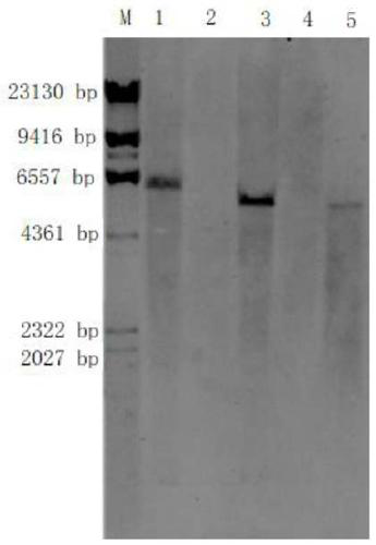 Transformant specific detection primer for transgenic insect-resistant and herbicide-resistant corn CM8101 and application thereof in backcrossing