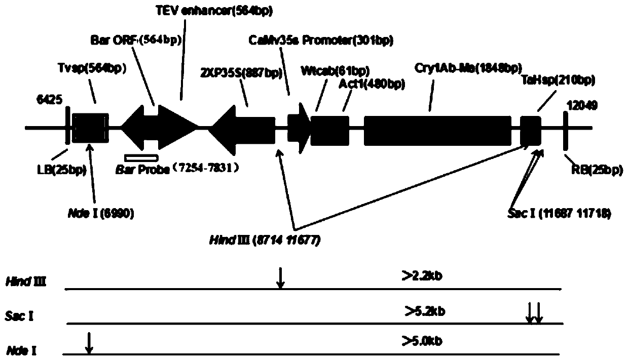 Transformant specific detection primer for transgenic insect-resistant and herbicide-resistant corn CM8101 and application thereof in backcrossing