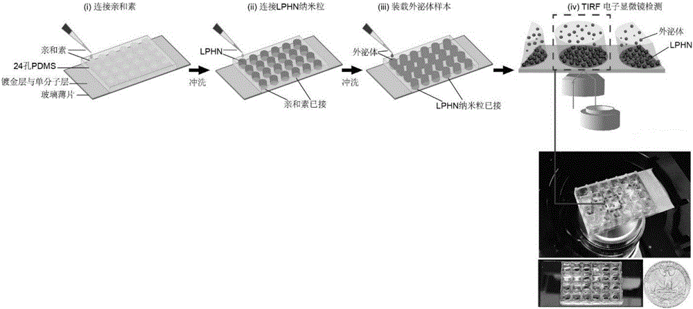 Immune lipid-polymer hybridized nanoparticle biological chip and preparation method and application thereof in disease detection