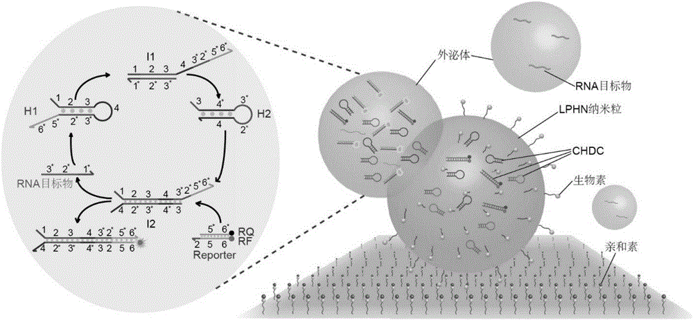 Immune lipid-polymer hybridized nanoparticle biological chip and preparation method and application thereof in disease detection