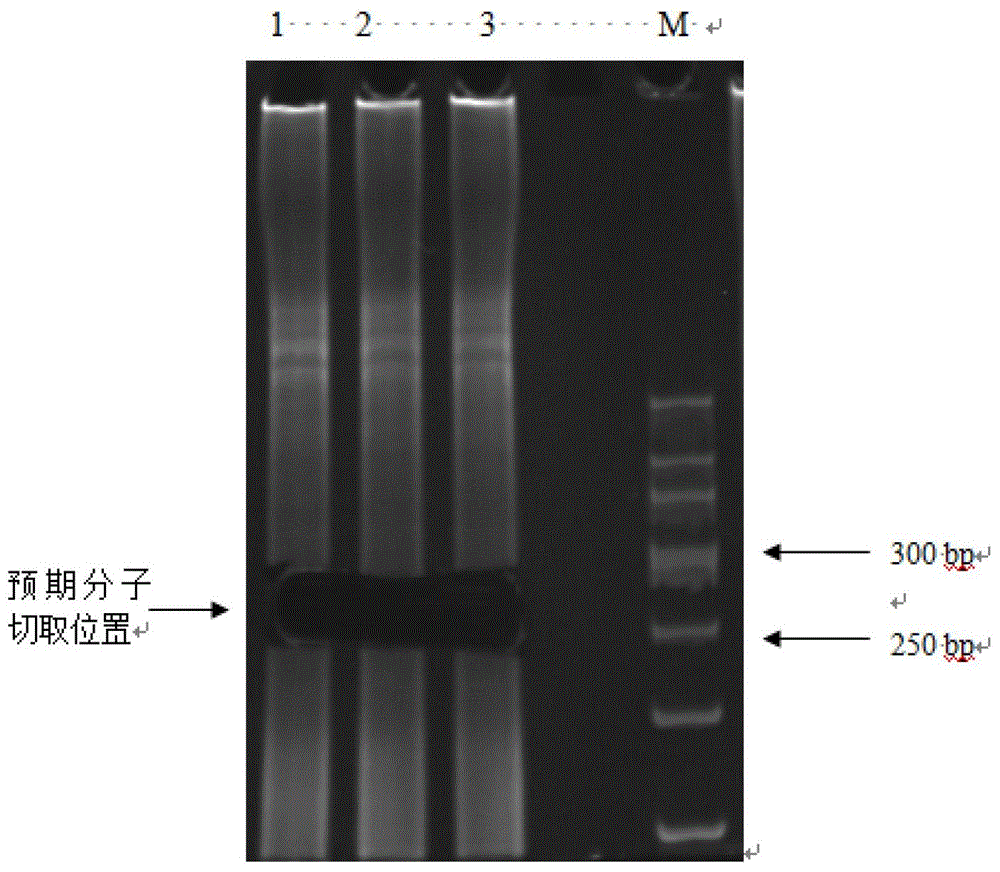 Method of constructing degradome sequencing library