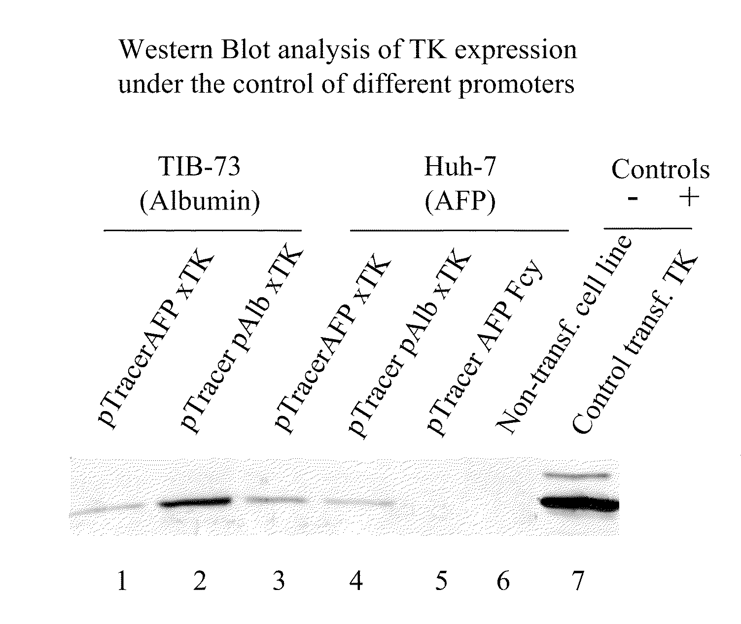 Growth of foreign cells after conditional and selective destruction of fetal host cells