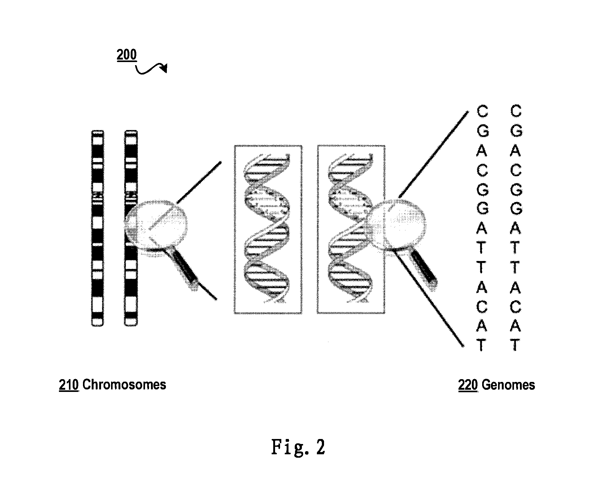 Genome compression and decompression