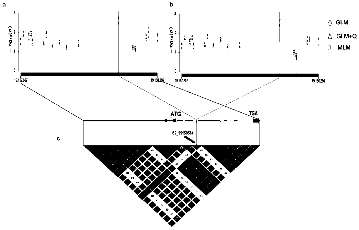 Brassica napus drought-tolerant gene, and molecular marker and application thereof