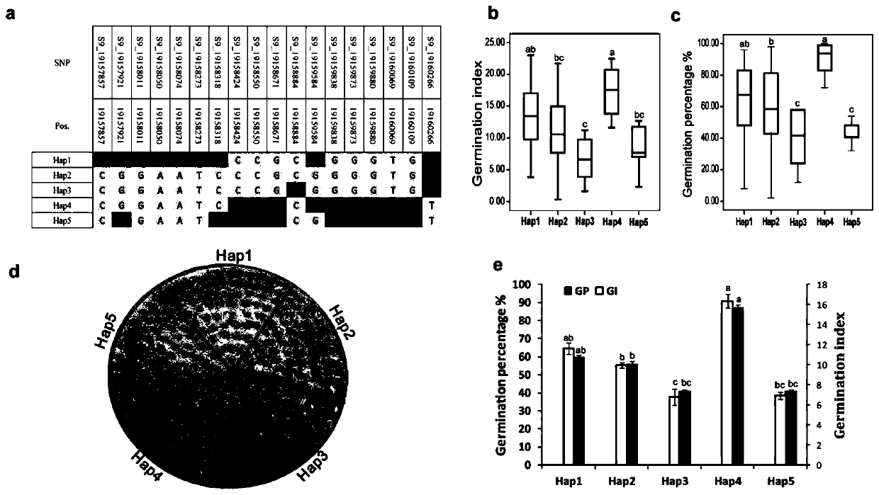 Brassica napus drought-tolerant gene, and molecular marker and application thereof