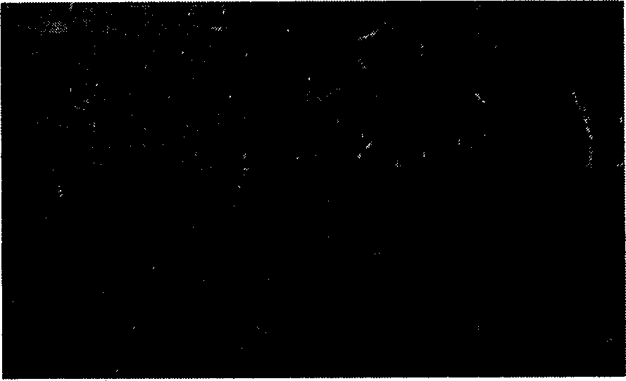 Bacillus pumilus expression system