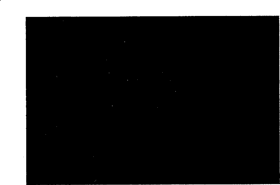 Bacillus pumilus expression system