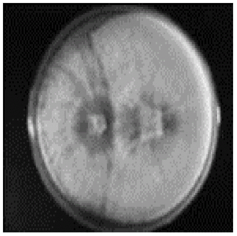 Grifola frondosa mutant strain for producing grifola frondosa mycelia