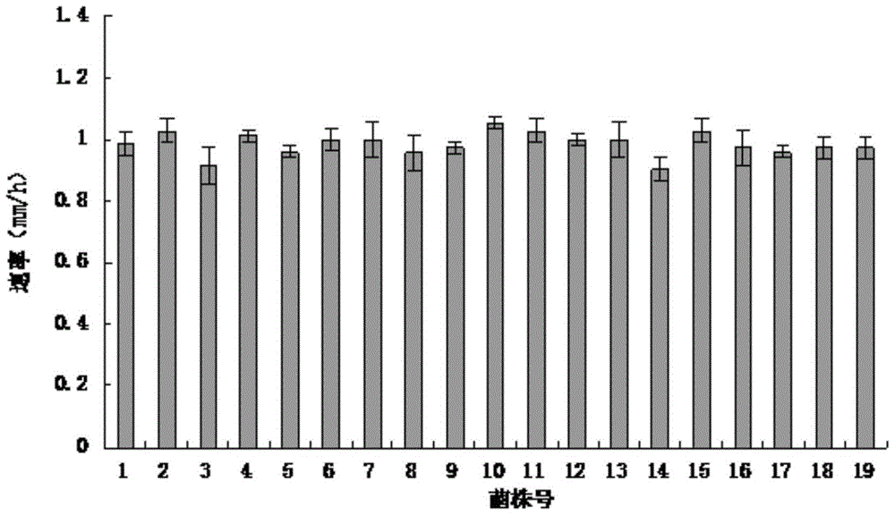 Grifola frondosa mutant strain for producing grifola frondosa mycelia