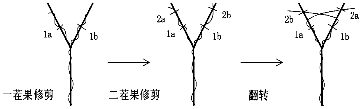 Secondary-fruiting fruit pruning method for harvesting 'Grape No.6' twice a year