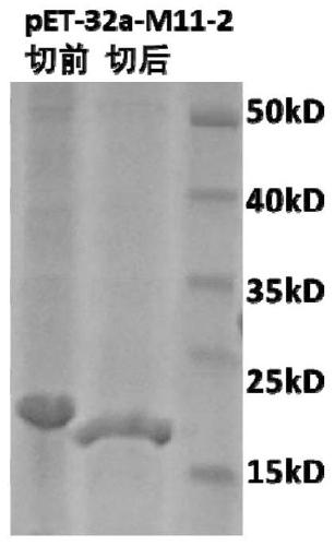 Peptides and their preparation and use