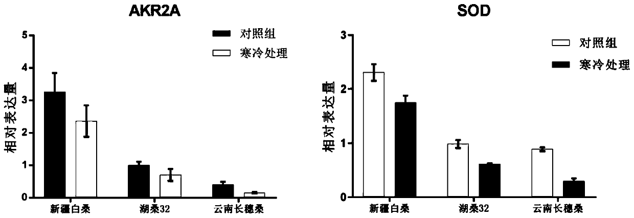 A method for detecting cold resistance of mulberry varieties