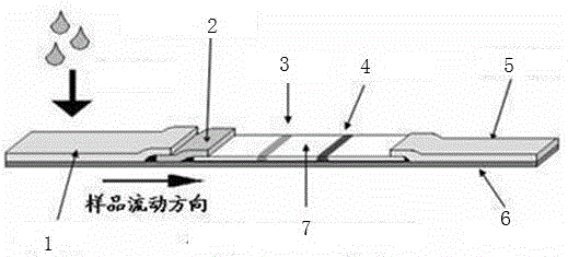 A kind of mycoplasma bovis detection test strip and preparation method thereof