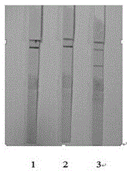 A kind of mycoplasma bovis detection test strip and preparation method thereof