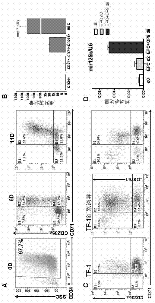 Application of miR-125b in red blood cell maturation