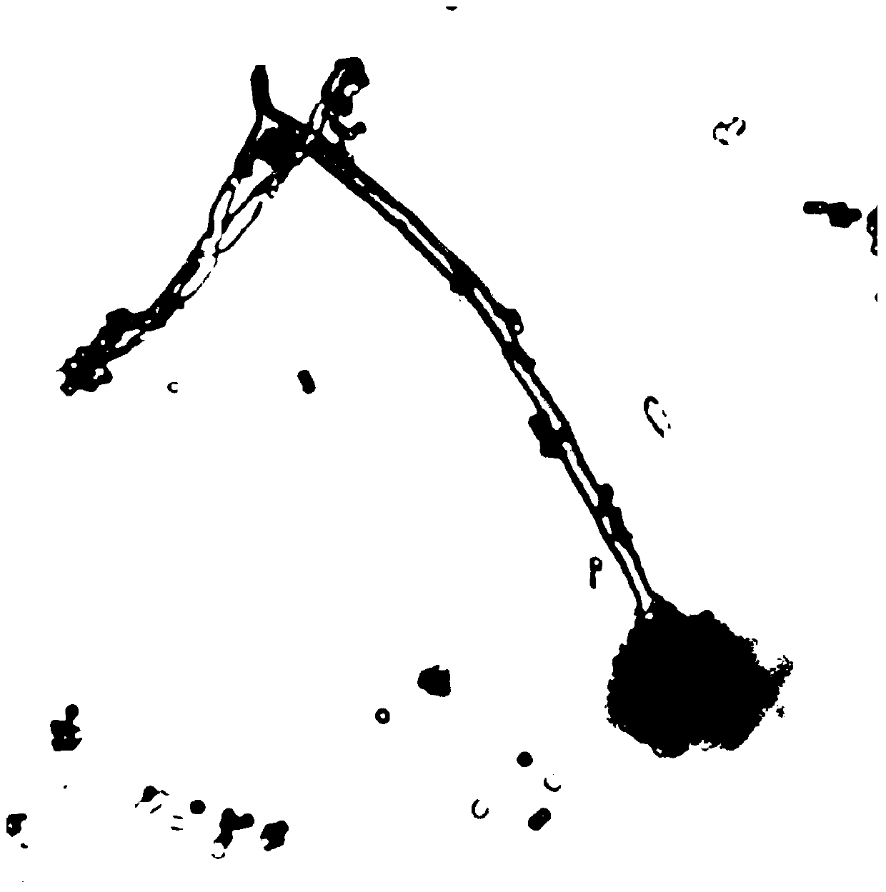 A strain of Aspergillus terreus and its application in the preparation of xylanase