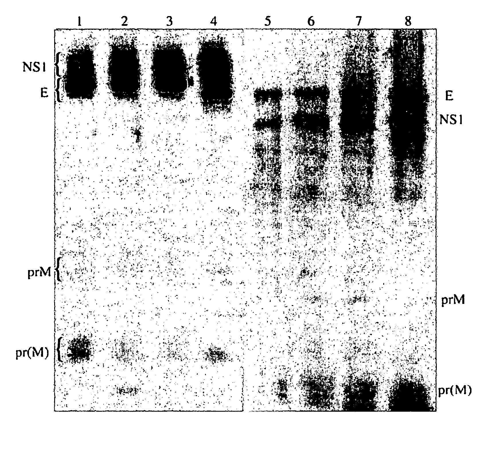 Chimeric west nile viruses and uses thereof