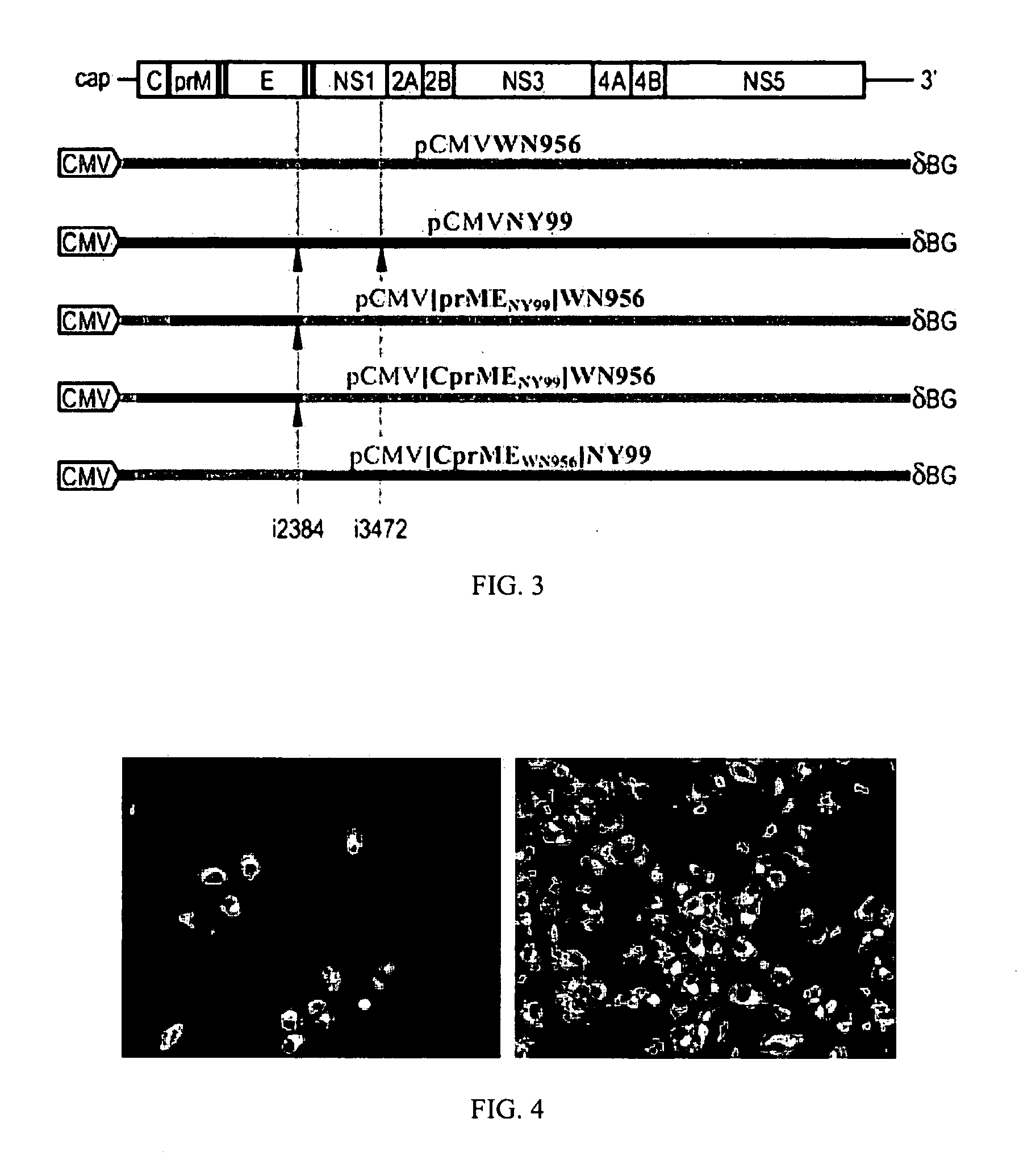 Chimeric west nile viruses and uses thereof