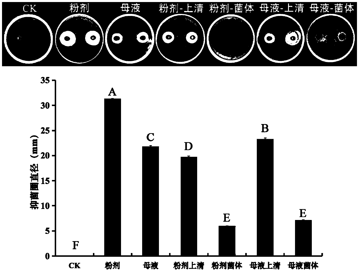 Bacillus velenzensis and application thereof to biological control